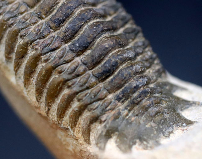人気！縦にできる面白いポージング、古生代デボン紀の三葉虫、クロタロセファルス・ギブス（Crotalocephalus gibbus）の化石
