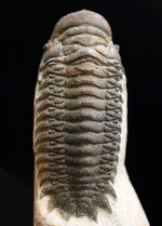人気！縦にできる面白いポージング、古生代デボン紀の三葉虫、クロタロセファルス・ギブス（Crotalocephalus gibbus）の化石