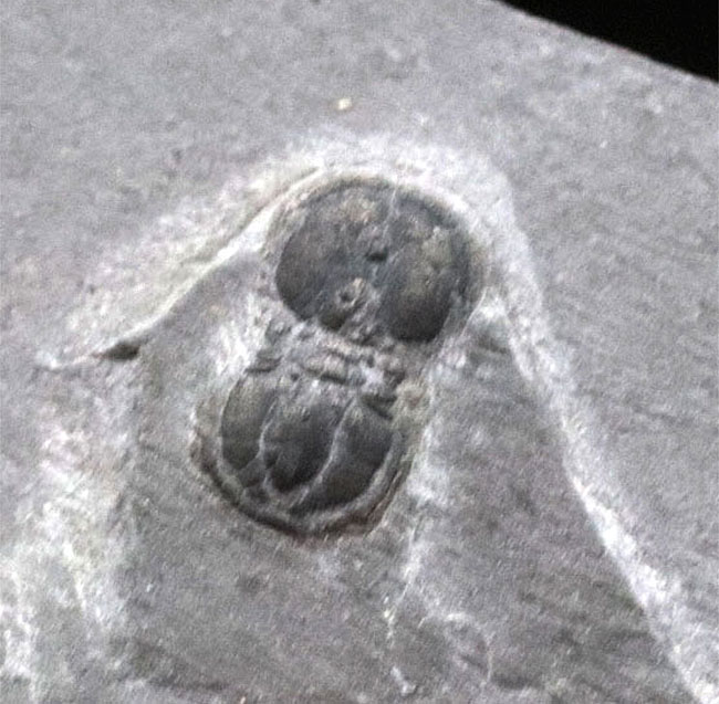 保存状態良好！古生代カンブリア紀の不思議な三葉虫、ペロノプシス（Peronopsis interstrictus）の化石（その6）