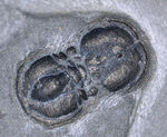 保存状態良好！古生代カンブリア紀の不思議な三葉虫、ペロノプシス（Peronopsis interstrictus）の化石