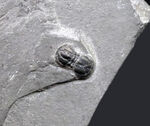 保存状態良好！古生代カンブリア紀の不思議な三葉虫、ペロノプシス（Peronopsis interstrictus）の化石