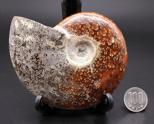 サービスプライス!10センチ、300グラムに迫る大きなサイズ!縫合線アンモナイト、クレオニセラス(Cleoniceras sp.)。遊色も見られます。(その10)