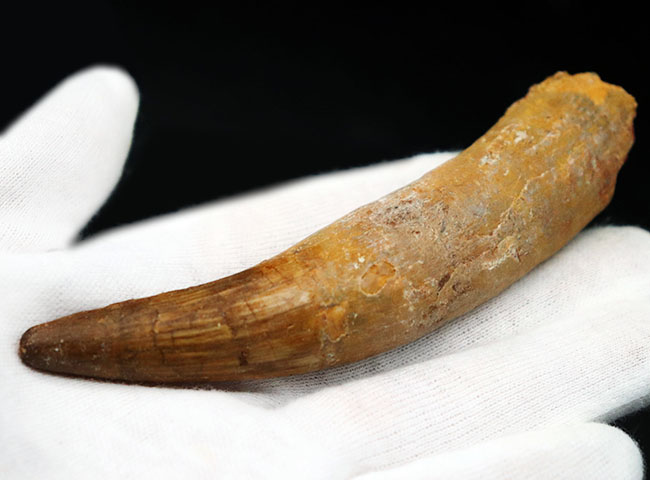 ロングカーブ計測で12センチに達する、長く美しいスピノサウルス(Spinosaurus)の歯化石(その1)