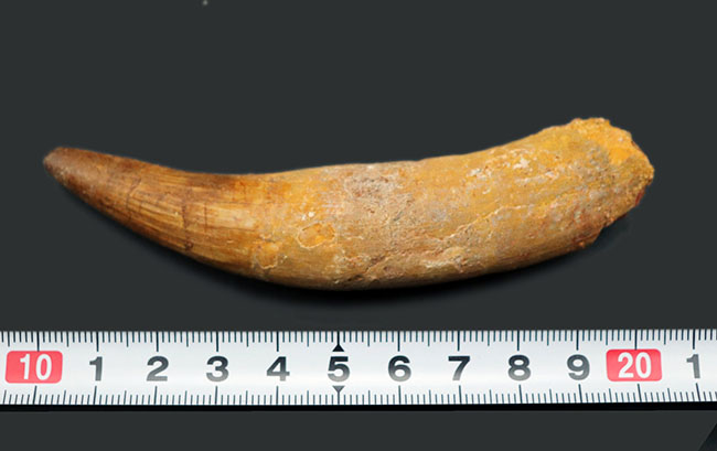 ロングカーブ計測で12センチに達する、長く美しいスピノサウルス(Spinosaurus)の歯化石(その10)