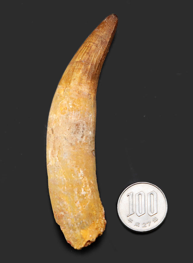 ロングカーブ計測で12センチに達する、長く美しいスピノサウルス(Spinosaurus)の歯化石(その11)