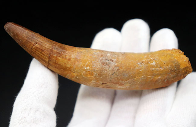 ロングカーブ計測で12センチに達する、長く美しいスピノサウルス(Spinosaurus)の歯化石(その3)