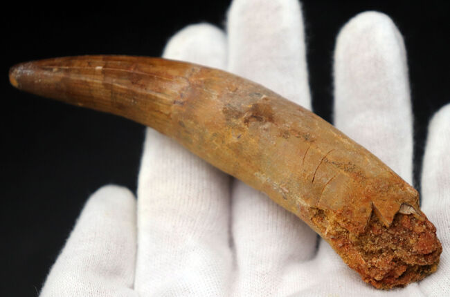 ロングカーブ計測で12センチに達する、長く美しいスピノサウルス(Spinosaurus)の歯化石(その4)