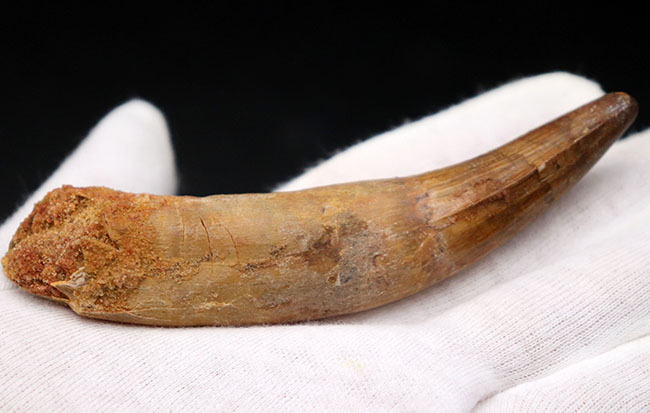 ロングカーブ計測で12センチに達する、長く美しいスピノサウルス(Spinosaurus)の歯化石(その5)