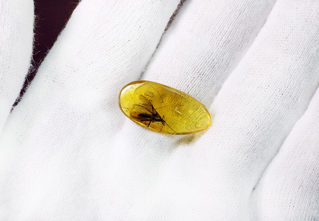 これ以上ないほどの保存状態。希少なカワゲラ目の昆虫を内包したバルト海産の琥珀（Amber）。翅脈や触覚まで鮮明に保存。（その6）