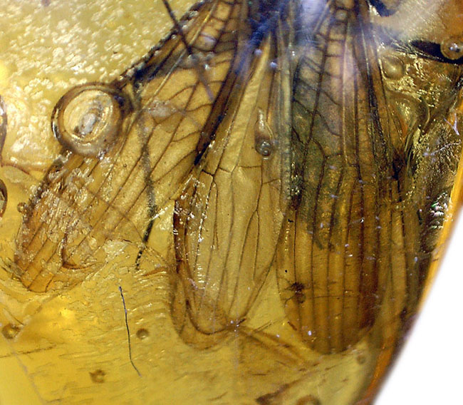 これ以上ないほどの保存状態。希少なカワゲラ目の昆虫を内包したバルト海産の琥珀（Amber）。翅脈や触覚まで鮮明に保存。（その9）