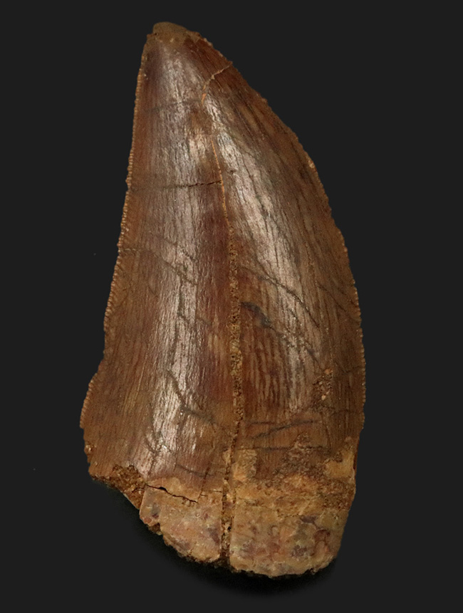 ジェムのように美しい光沢が備わった、極めて上質のカルカロドントサウルス(Carcharodontosaurus)の歯化石(その2)