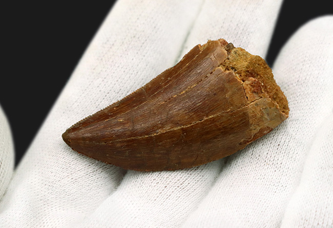 ジェムのように美しい光沢が備わった、極めて上質のカルカロドントサウルス(Carcharodontosaurus)の歯化石(その4)