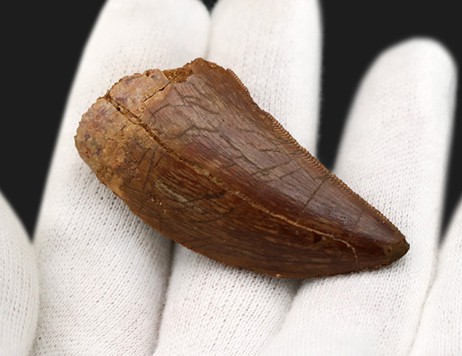 ジェムのように美しい光沢が備わった、極めて上質のカルカロドントサウルス(Carcharodontosaurus)の歯化石(その5)