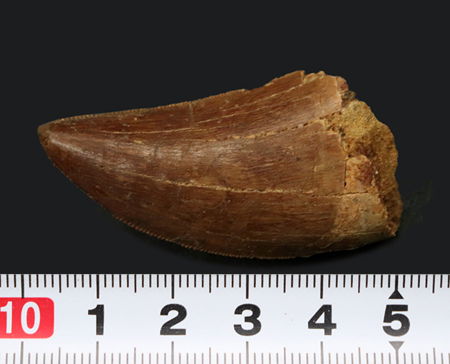 ジェムのように美しい光沢が備わった、極めて上質のカルカロドントサウルス(Carcharodontosaurus)の歯化石(その8)