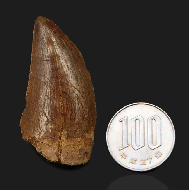ジェムのように美しい光沢が備わった、極めて上質のカルカロドントサウルス(Carcharodontosaurus)の歯化石(その9)