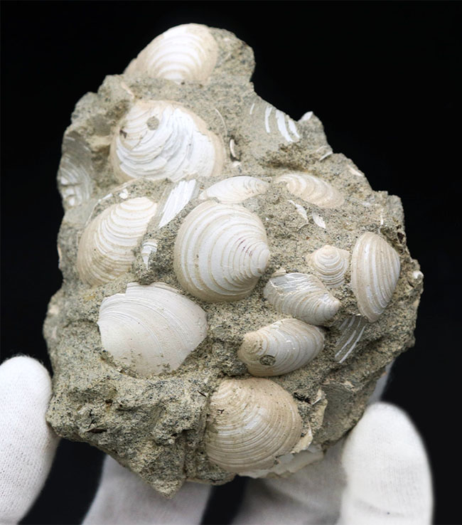 二度目のご紹介!瑞浪層群の二枚貝、ウソシジミ(Felaniella usta)の群集化石(その1)