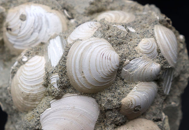 二度目のご紹介!瑞浪層群の二枚貝、ウソシジミ(Felaniella usta)の群集化石(その2)