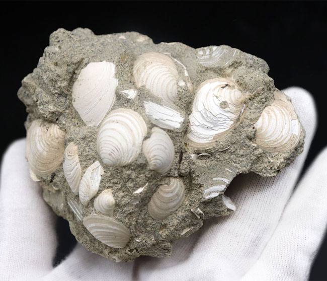 二度目のご紹介!瑞浪層群の二枚貝、ウソシジミ(Felaniella usta)の群集化石(その3)