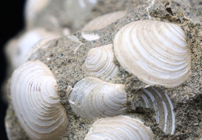二度目のご紹介！瑞浪層群の二枚貝、ウソシジミ（Felaniella usta）の群集化石（その5）