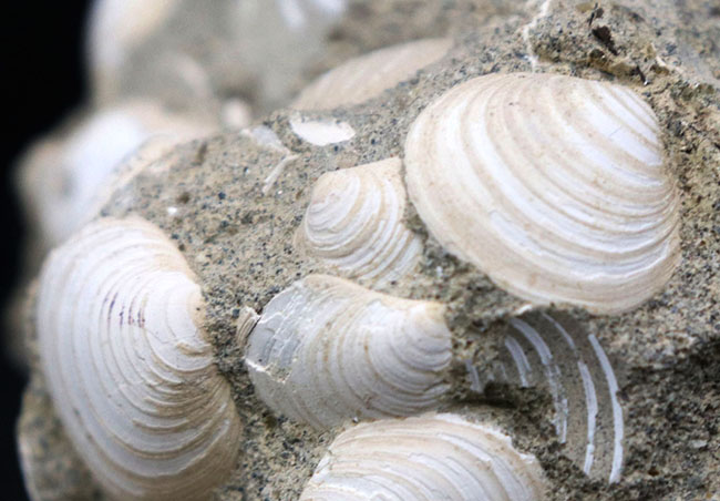 二度目のご紹介!瑞浪層群の二枚貝、ウソシジミ(Felaniella usta)の群集化石(その5)