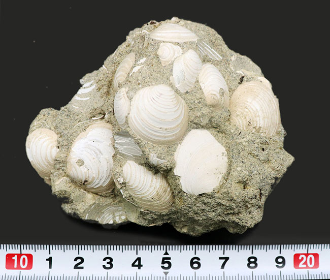 二度目のご紹介！瑞浪層群の二枚貝、ウソシジミ（Felaniella usta）の群集化石（その6）