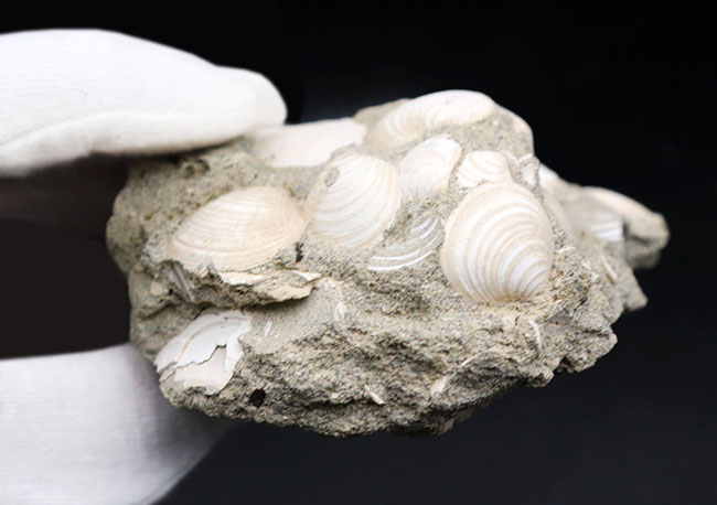 二度目のご紹介！瑞浪層群の二枚貝、ウソシジミ（Felaniella usta）の群集化石（その7）