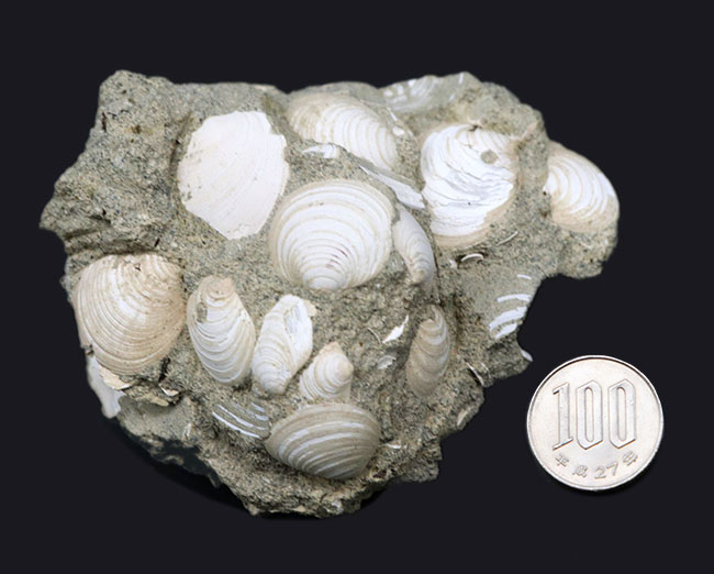 二度目のご紹介！瑞浪層群の二枚貝、ウソシジミ（Felaniella usta）の群集化石（その8）