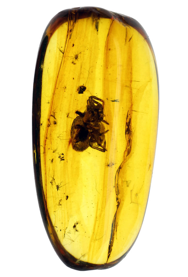 蜘蛛を内包した透明度の高いバルト海産の琥珀（Amber）（その1）