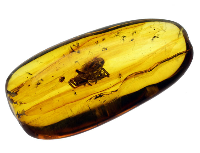 蜘蛛を内包した透明度の高いバルト海産の琥珀(Amber)(その2)