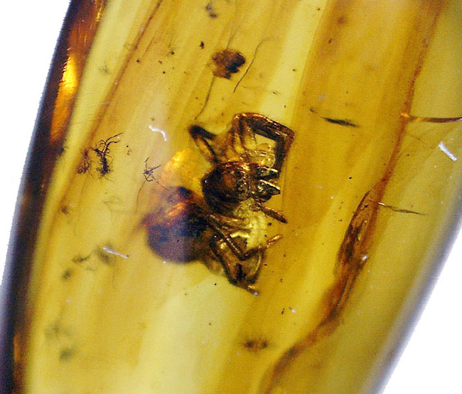 蜘蛛を内包した透明度の高いバルト海産の琥珀(Amber)(その3)