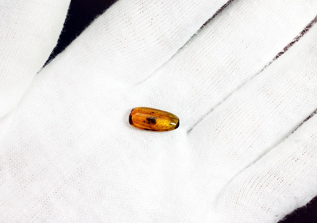 蜘蛛を内包した透明度の高いバルト海産の琥珀(Amber)(その4)