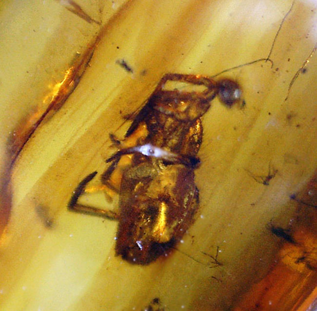 蜘蛛を内包した透明度の高いバルト海産の琥珀（Amber）（その6）