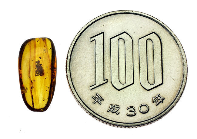 蜘蛛を内包した透明度の高いバルト海産の琥珀(Amber)(その7)