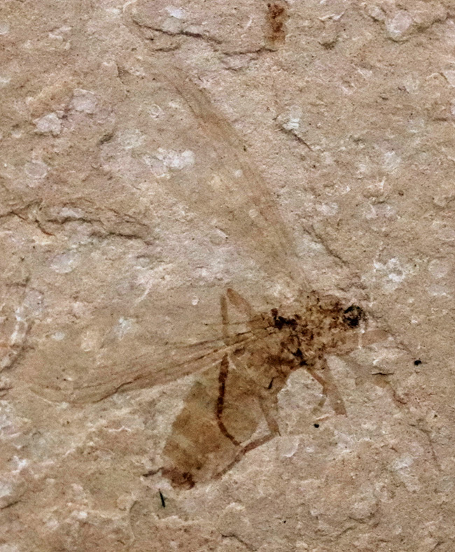 珍しい!グリーン・リバー層から採集された約5000万年前の羽虫の化石(その1)