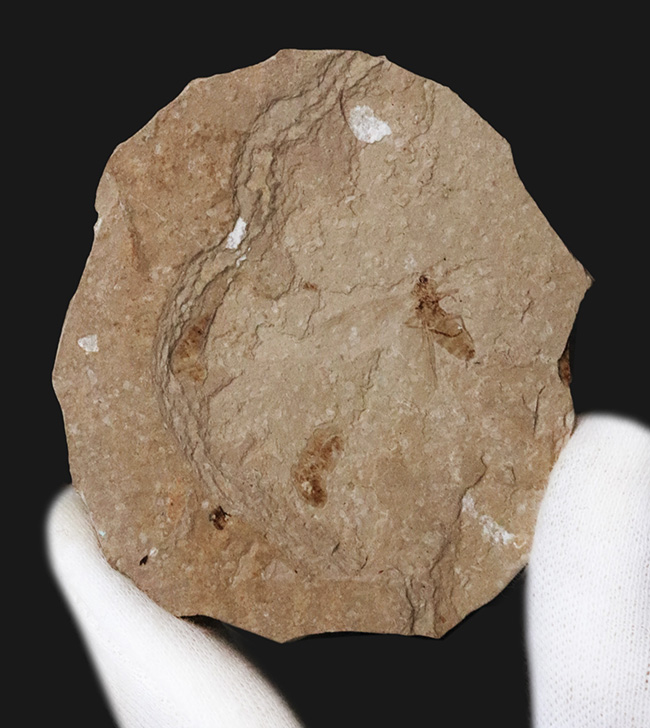 珍しい!グリーン・リバー層から採集された約5000万年前の羽虫の化石(その2)
