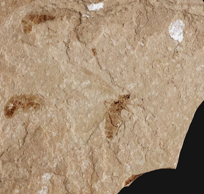 珍しい!グリーン・リバー層から採集された約5000万年前の羽虫の化石(その3)