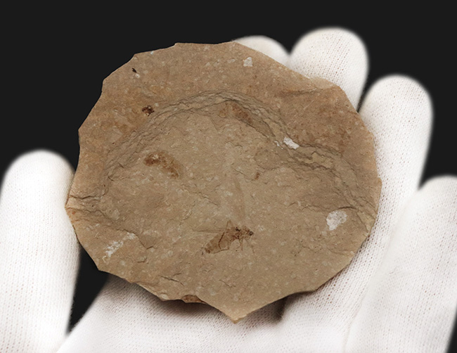 珍しい!グリーン・リバー層から採集された約5000万年前の羽虫の化石(その4)