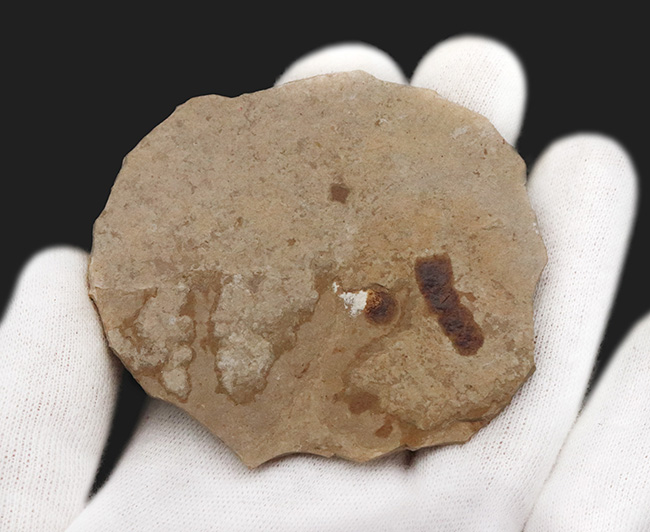 珍しい!グリーン・リバー層から採集された約5000万年前の羽虫の化石(その5)