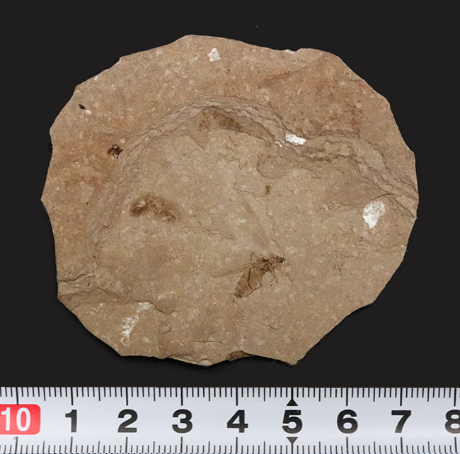 珍しい!グリーン・リバー層から採集された約5000万年前の羽虫の化石(その7)