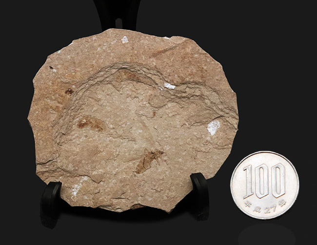珍しい!グリーン・リバー層から採集された約5000万年前の羽虫の化石(その8)