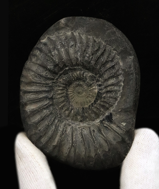 肋(ろく)の保存状態にご注目!オールドコレクション!ネパール・ヒマラヤ産のアンモナイト(Ammonite)(その1)