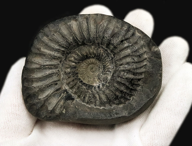 肋(ろく)の保存状態にご注目!オールドコレクション!ネパール・ヒマラヤ産のアンモナイト(Ammonite)(その2)