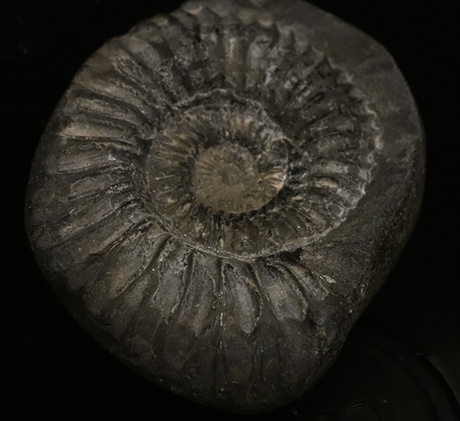 肋(ろく)の保存状態にご注目!オールドコレクション!ネパール・ヒマラヤ産のアンモナイト(Ammonite)(その3)
