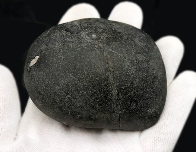 肋(ろく)の保存状態にご注目!オールドコレクション!ネパール・ヒマラヤ産のアンモナイト(Ammonite)(その4)
