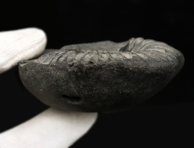 肋(ろく)の保存状態にご注目!オールドコレクション!ネパール・ヒマラヤ産のアンモナイト(Ammonite)(その5)