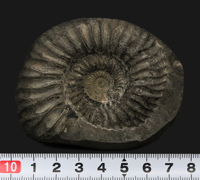 肋(ろく)の保存状態にご注目!オールドコレクション!ネパール・ヒマラヤ産のアンモナイト(Ammonite)(その6)