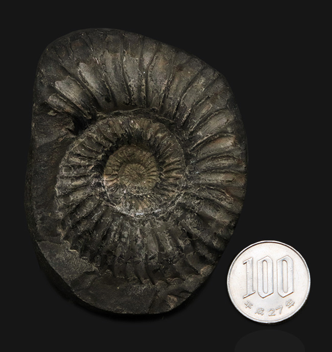 肋(ろく)の保存状態にご注目!オールドコレクション!ネパール・ヒマラヤ産のアンモナイト(Ammonite)(その7)