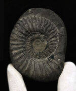 肋（ろく）の保存状態にご注目！オールドコレクション！ネパール・ヒマラヤ産のアンモナイト（Ammonite）