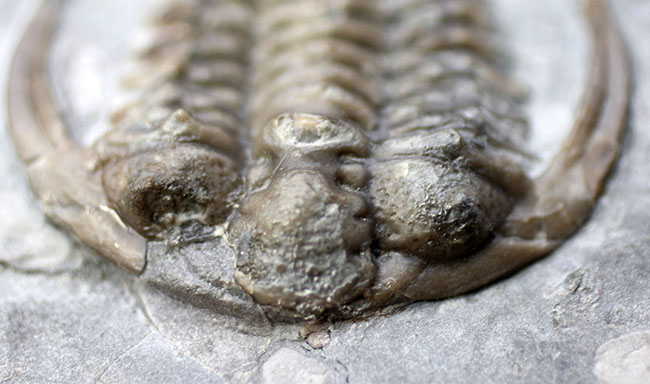 ベリーベリーレア！北米産三葉虫コレクターに朗報！メガサイズ（６５ミリ）の個体ほか４体のエオセラウルス（Eoceraurus sp.）が鎮座したマルチプレート化石（その12）