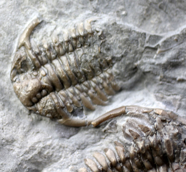 シュードキベレ [TB45] 三葉虫 超希少種 レア シュードキベレ [TB45